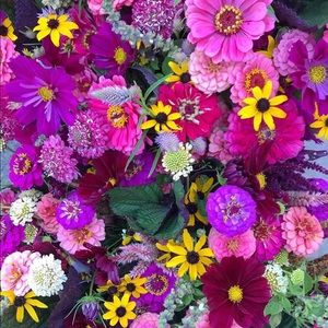 Meet your Posher, Steph